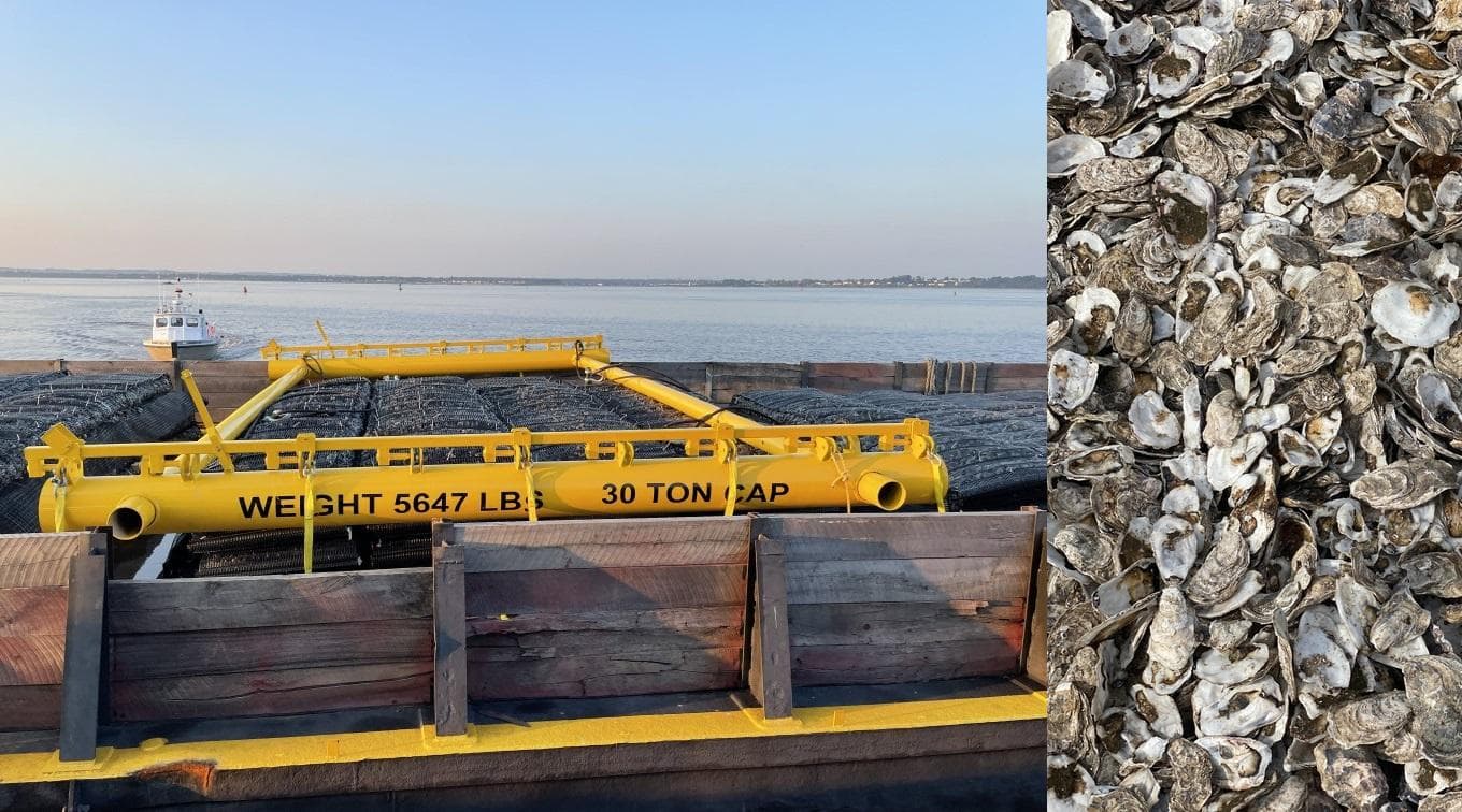 Spliced image of living breakwaters and oysters